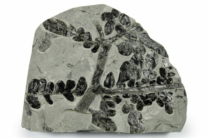Carboniferous Fossil Fern (Odontopteris) - France #383550